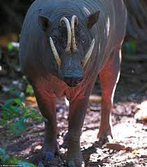 Meet The World S Ugliest Endangered Animals Daily Mail Online Unusual Animals Endangered Animals Rare Animals