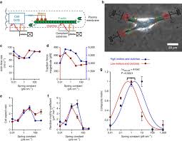 Shifting The Optimal Stiffness For Cell Migration Nature