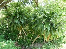 Image result for Dracaena camerooniana