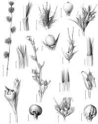 Image result for Scleria distans