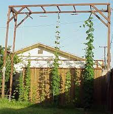 How To Grow Hops Home Brewing Beer Beer Hops Hops Trellis