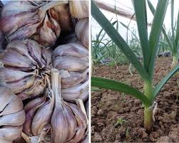 L Ail Le Planter Le Cultiver Le Recolter Au Potager With Images Green Thumb Plants