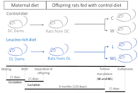 Biomolecules Free Full Text Maternal Leucine Rich Diet Minimises Muscle Mass Loss In Tumour Bearing Adult Rat Offspring By Improving The Balance Of Muscle Protein Synthesis And Degradation Html