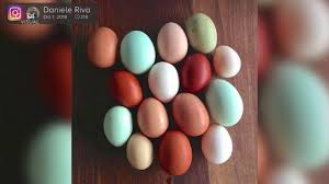 Un pollo rancido non ti fa bene perché è troppo occupata a stare seduta con le sue uova nel tentativo di schiuderle quando invece dovrebbe fare le uova fresche per te. Galline Da Tutto Il Mondo E Uova Colorate Ecco Le Eggs Rainbow Youtube