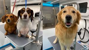 Jobs in columbus, ohio posted on oodle. Columbus Area Mobile Dog Grooming Company Grows Thrives During Pandemic 10tv Com
