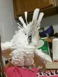 Stupid Bird Adventures Here Is An Older Photo Of The Cockatoo At My Former Work Funny Parrots Pet Birds Pretty Birds