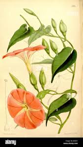 Image result for Xenostegia alatipes