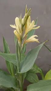 Image result for Cannaceae