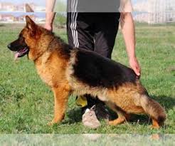 German shepherd dogs & puppies in uk. View Breeder Profile German Shepherd Dog Dog Breeder Near Florida Fort White Usa Subs 13239