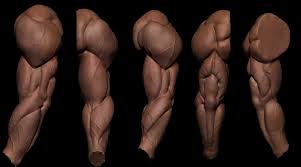 Artstation Arm Study Charles Campello Zbrush Anatomy Anatomy For Artists Human Anatomy Drawing
