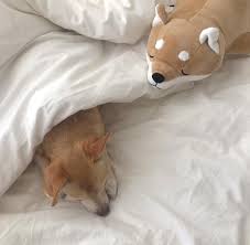 Via Tumblr Do Not Repost It On We Heart It Cute Animals Cat Aesthetic Animals