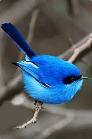 Blue Bird With Spiky Hair Impresionante Fotografia Android Wallpapers Pet Birds Beautiful Birds Colorful Birds