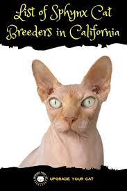 If you are looking for a warm loving companion, look no further. Looking For Sphynx Cat Breeders In California Here S A List Of Breeders With Sphynx Cats And Kittens For Sale I In 2020 Cat Breeder Sphynx Kittens For Sale Sphynx Cat