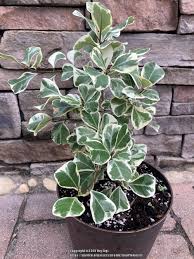 Image result for Ficus natalensis