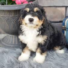 Ashton is an adorable miniature bernedoodle puppy who is ready to make you smile. F1 Mini Bernedoodle Puppies