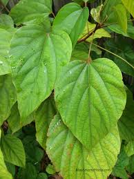 Image result for Bixa orellana