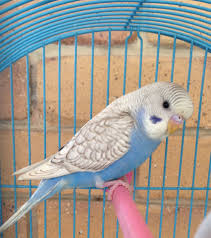 Beautiful Blue With Angle Spangle White Wings Female March Baby 2016 Tinks Is Back In My Flock