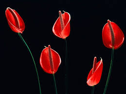 These 125 flower iphone wallpapers are free to download for your iphone 11. Red Flower Wallpapers Red Flower Stock Photos