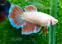 Female Red Pearl Halfmoon Betta Tropical Fish Betta