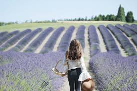 Seattle Summer Your Guide To Lavender Fields Berry Picking Palm Trees Pellegrino Day Trip Lavender Fields Trip