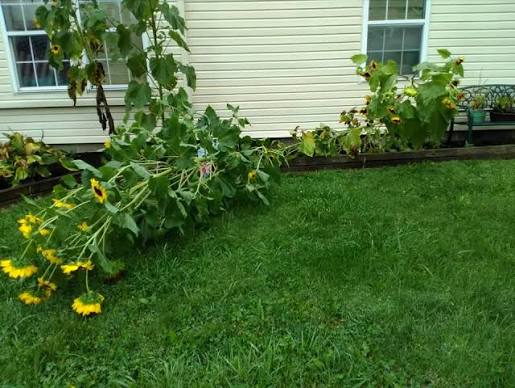 💔😢 Morning tr&alpha;gedy. A 54-year-old woman l&sigma;st her life in her vegetable garden after being&hellip;See more👇