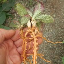 Image result for Scleria rehmannii