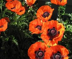 Pileas do not need to be pruned in order to thrive and do well to grow naturally. Oriental Poppies The Garden Website Com
