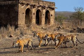 tiger on a wildlife safari in India ...