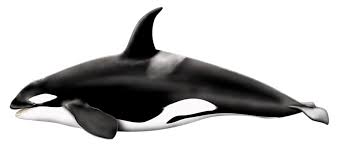Orcinus Orca Png By Https Www Deviantart Com Lg Design On Deviantart Orca Png Whale