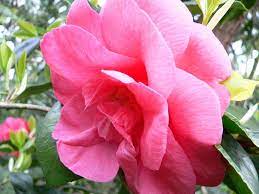 Camellia Japonica Camellia Japonica Flowers