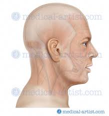 The muscular system makes up nearly half the weight of the human body, this is why when we train we sometimes put on weight instead of losing it. Anatomy Of The Head And Neck Medical Illustrations Showing The Anatomy Of The Face Head And Neck Including Related Muscles