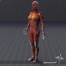 Human Female Muscular System 3d Model Ad Female Human Muscular Model In 2020 Female Human Muscular System Human