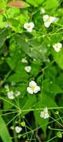 Image result for Aneilema lanceolatum
