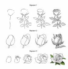 Draw Flowers With A Pencil For Beginners Googl Anfanger Anfanger Beginners Draw Flowers In 2020 Roses Drawing Flower Drawing Flower Drawing Tutorials