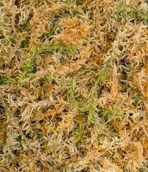 Sphagnum Moss 12l Project Plants