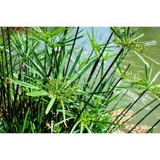 Image result for Cyperus amauropus
