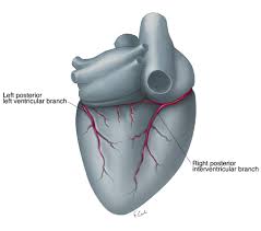 Check spelling or type a new query. Illustrated Guide To Anomalous Coronary Activity An Interactive 3d Model Ctisus Com Ct Scanning