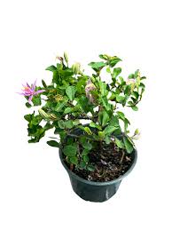 Image result for Grewia