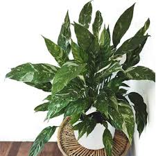 Image result for Spathiphyllum