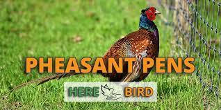 Pheasant Pens: Building Construction, Materials, Sizing, Plans & Ideas