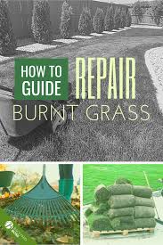 Check spelling or type a new query. How To Revive Dead Grass From Dog Pee Arxiusarquitectura
