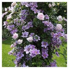Check spelling or type a new query. Climbing Rose New Dawn Clematis Nelly Moser
