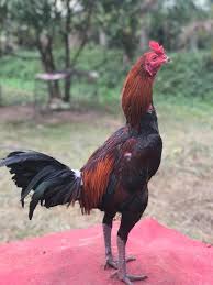 Strong Rooster Rooster Chickens And Roosters Animals