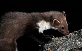 Image result for kuna lesní obrázky