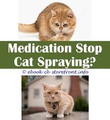 18 Captivating Cat Spraying Remover Dogs Toxoplasmosis