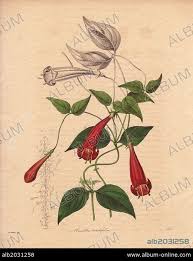 Image result for Manettia