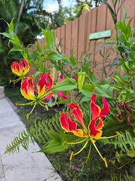 Image result for Gloriosa