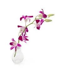 Orchidee In Einer Gluhbirnen Vase Pflanzen Garten Pflanzen Gluhbirnen Vase