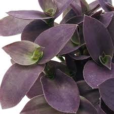 Subscribers will know that i'm very open about not knowing everything, but i answer every video comment to the best of my ability and if i don't know the answer then i do my best to find out. Wholesale Wandering Jew Purple Fuzzy Rooted Plug Liners
