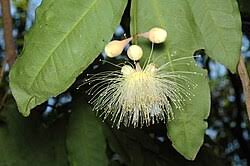 Image result for Syzygium niassense